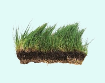 Dwarf Hairgrass Eleocharis Mat (Premium) | Live Aquarium Plants | Fresh Water Aquatic Plants For Decor | BUY 2 GET 1 FREE | Free Shipping