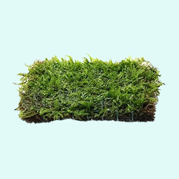 Java Moss Mat Etsy