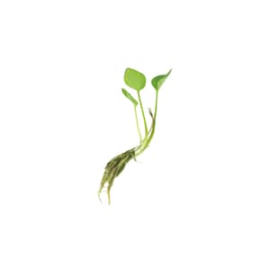 Frogbit Limnobium Spongia Floating Plants for Freshwater Aquarium BUY 2 GET 1 FREE