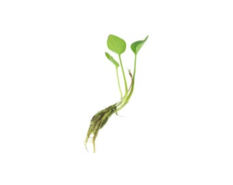 Frogbit Limnobium Spongia Floating Plants for Freshwater Aquarium BUY 2 GET 1 FREE