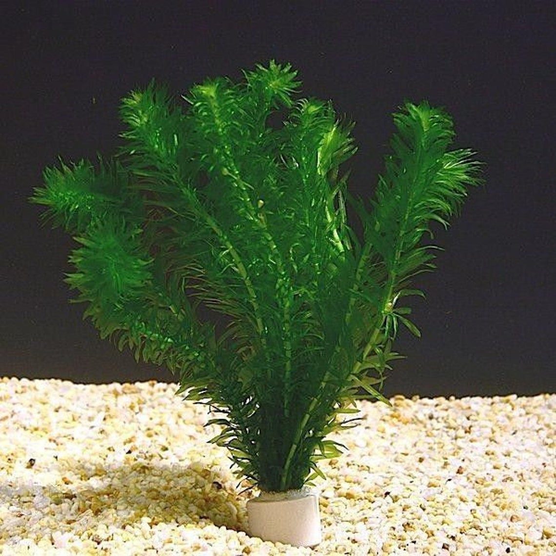 BEGINNER Live Aquarium Plant Anacharis Egeria Densa Bunch Etsy