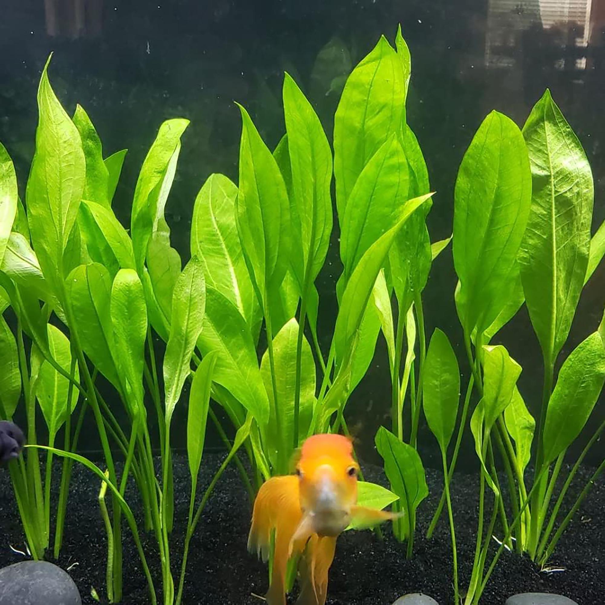 thumbnail image 2 of Amazon Sword Live Aquarium Plant - Echinodorus Bleheri Rooted, Beginner Friendly, Buy 2 Get 1 Free 2 of 11