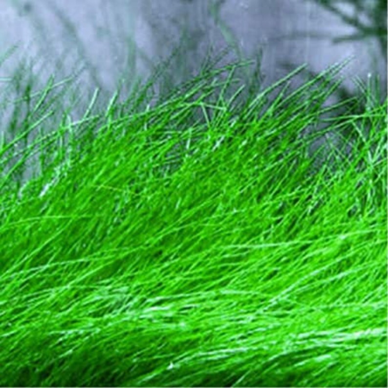 Easy AQUARIUM PLANTS Dwarf Hairgrass Clump Eleocharis Parvula Etsy