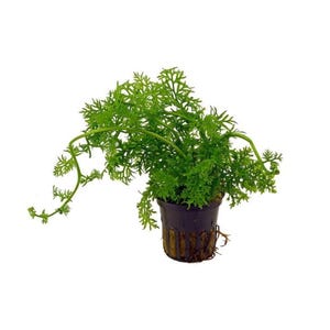 Water Sprite Lace Leaf Aquarium Plant - Buy 2 Get 1 Free