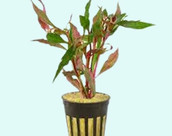 Scarlet Temple (Alternanthera Reineckii) In 2" Pot | Freshwater Aquarium Decor | Live Aquarium Plants | Buy2 Get1 Free | Free Shipping