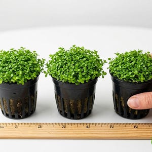 Monte Carlo Micranthemum Live Aquarium Plants | BUY 2 GET 1 FREE | Carpet Aquascape image 9