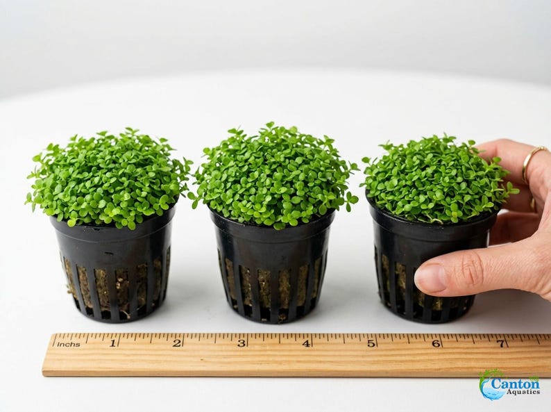 Monte Carlo Micranthemum Live Aquarium Plants | BUY 2 GET 1 FREE | Carpet Aquascape image 9