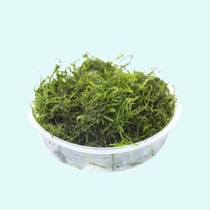 Flame Moss Taxiphyllum 'Flame' 2 Ounce Cup Live Aquarium Plants BUY 2 GET 1 FREE Free Shipping image 7