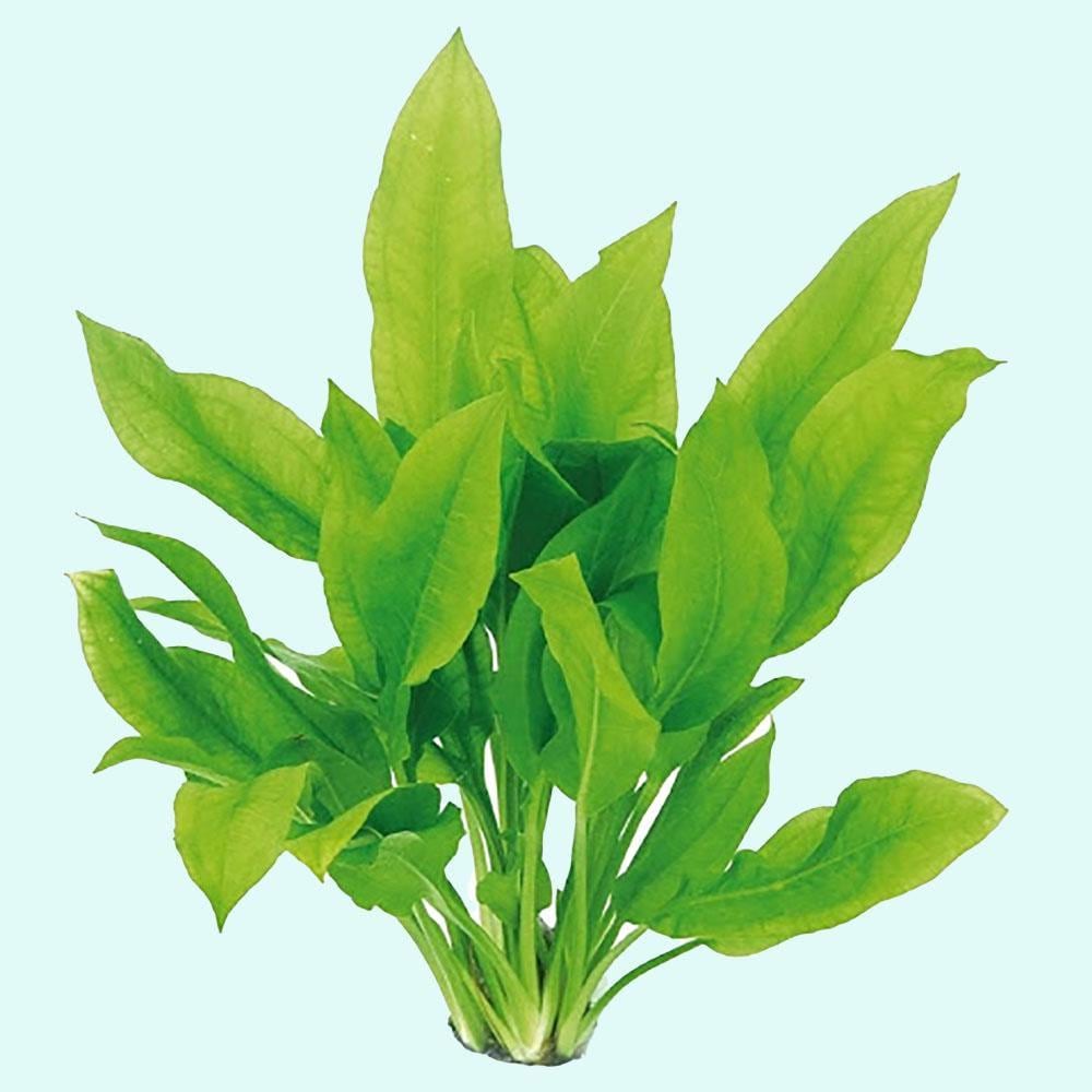 Amazon Sword Echinodorus Bleheri Small | Live Aquarium Plants | Fresh Water Aquatic Plants | Aquarium Decor |Free Shipping |BUY 2 GET 1 FREE