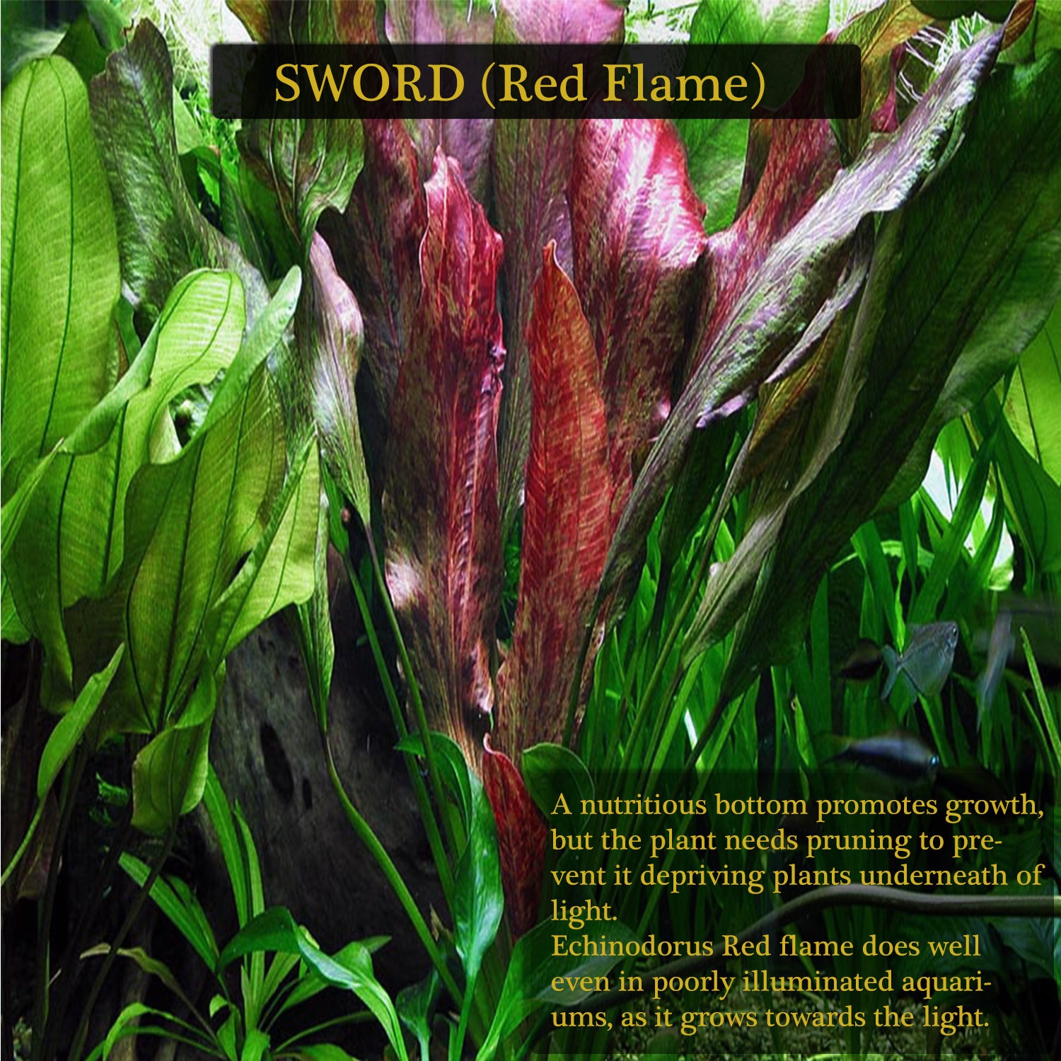Amazon Sword Red Flame Medium EZ2GROW Live Aquarium Etsy