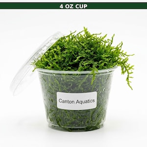 Java Moss Live Aquarium Plant Freshwater Tank - BUY 2 GET 1 FREE