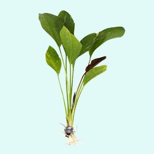 Echinodorus Sparkle: Live Aquarium Rose Sword Plant - Easy Freshwater Decor, BUY 2 GET 1 FREE