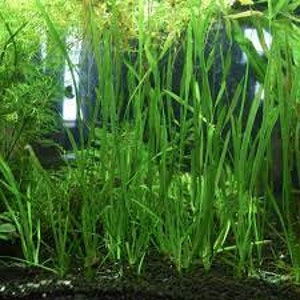 18 Jungle Vals Italian Val Vallisneria Live Aquarium Plants BUY 2 GET 1 FREE image 1