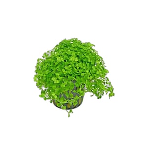 Monte Carlo Micranthemum Premium Mat | Live Aquarium Carpet Plants | Freshwater Aquascaping - BUY 2 GET 1 FREE, Free Shipping