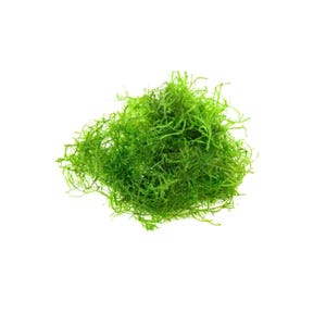 Java Moss Taxiphyllum Barbieri Aquascaping Ground Cover BUY 2 GET 1 FREE