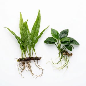 May include: Two aquatic plants with green leaves and exposed roots are displayed against a white background. One plant has long, slender leaves, while the other has rounded leaves. The roots are brown and white.