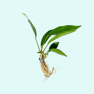 Anubias Nancon | Live Freshwater Aquarium Plants | Free Shipping