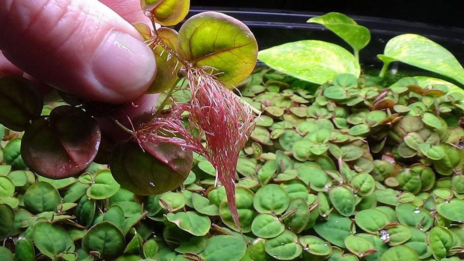 Easy AQUARIUM PLANTS Red Root Floater Phyllanthus Fluitans Etsy