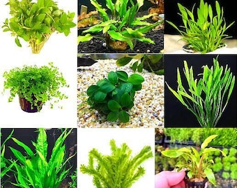 Live Freshwater Aquarium Plants – Assorted Green Bundle, Beginner Friendly