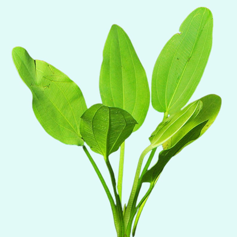 Radican Sword Echinodorus Cordifolius Fresh Water Aquatic Plants Easy AQUARIUM PLANTS Buy2 Get1 Free image 2