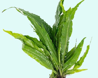 Java Fern Mat (Microsorum Pteropus) on Mat | Fresh Water Aquarium Plants | Live Aquarium Plants | BEGINNER |  Buy2 Get1 Free | Free Shipping