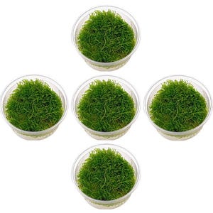 5 Java Moss Portions - Live Aquarium Plant - BUY 2 GET 1 FREE