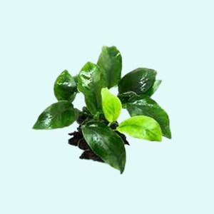 Anubias Barteri Nana Bare Root Large Easy AQUARIUM PLANTS Fish Friendly Plants For Aquarium Decor Buy2 Get1 Free Free Shipping image 4