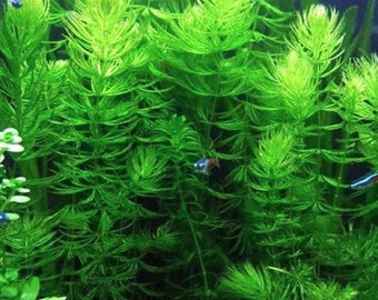 3 Pack Hornwort Bunches Easy Live Aquarium Aquatic Plants | Fish and other Aquatic Pets Friendly Plant | EASY AQUARIUM PLANT | Free Shipping