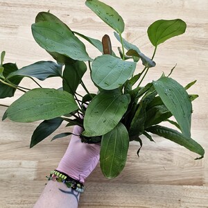 Centerpiece Bundle - 20-40 Gallon Tanks Our Choice Live Aquarium Aquatic Plants, Free Shipping, Buy 2 Get 1 Free image 6