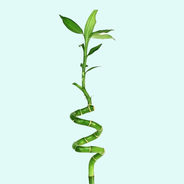 Lucky Bamboo Plant (Dracaena Sanderiana) 2 Stalks | BEGINNER | Live Aquarium Plants | Aquarium Decor | Buy2 Get1 Free | Free Shipping