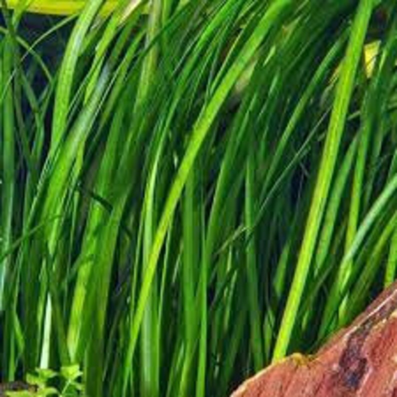 18 Jungle Vals Italian Val Vallisneria Live Aquarium Plants BUY 2 GET 1 FREE image 2