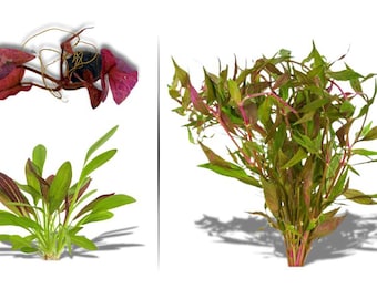 3 Red Freshwater Aquarium Plant Bundle, Live Aquatic Plants, Easy Care, Buy 2 Get 1 Free