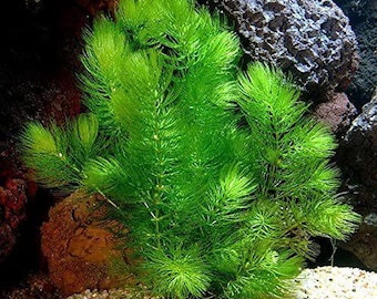 3 Pack Hornwort Bunches: Easy Live Aquarium Plants for Fish Tanks - Free Shipping