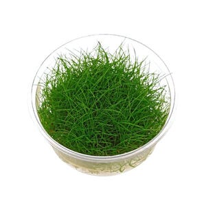 Dwarf Hair Grass: Eleocharis Acicularis 'Mini' Tissue Culture BUY 2 GET 1 FREE