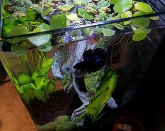 30+ Red Root Floaters (Phyllanthus Fluitans) Live Aquarium Plants | FreshWater Fish Tank Decor | Freshwater Aquatic Plants