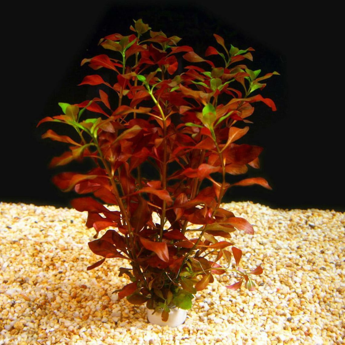 LOW TECH Live Aquarium Plant Ludwigia Repens Super Red Etsy