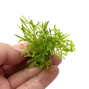 Weeping Moss Vesicularia Ferriei Size: 4 Ounce Cup, Live Aquarium Plants Easy Freshwater Aquatic Plant, Free Shipping, Buy 2 Get 1 Free