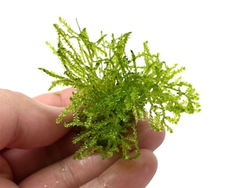 Weeping Moss Vesicularia Ferriei Size: 4 Ounce Cup, Live Aquarium Plants Easy Freshwater Aquatic Plant, Free Shipping, Buy 2 Get 1 Free