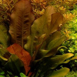 Amazon Sword Echinodorus Kleiner Bar Live Aquarium Plants Low-Maintenance Aquatic Plants Buy2 Get1 Free Free Shipping image 6