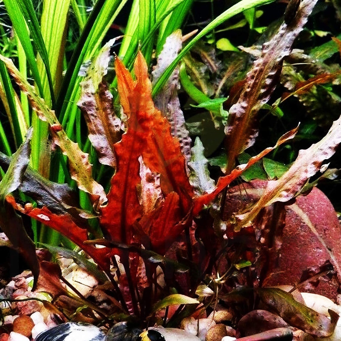 Easy AQUARIUM PLANTS Cryptocoryne Crypt Wendtii Red 2 Etsy