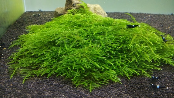 Java Moss Portion in 4 Oz Cup and Java Moss Mat - Qatar