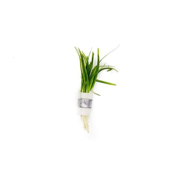 Dwarf Sagittaria Subulata | Live Freshwater Aquarium Plants | Free Shipping