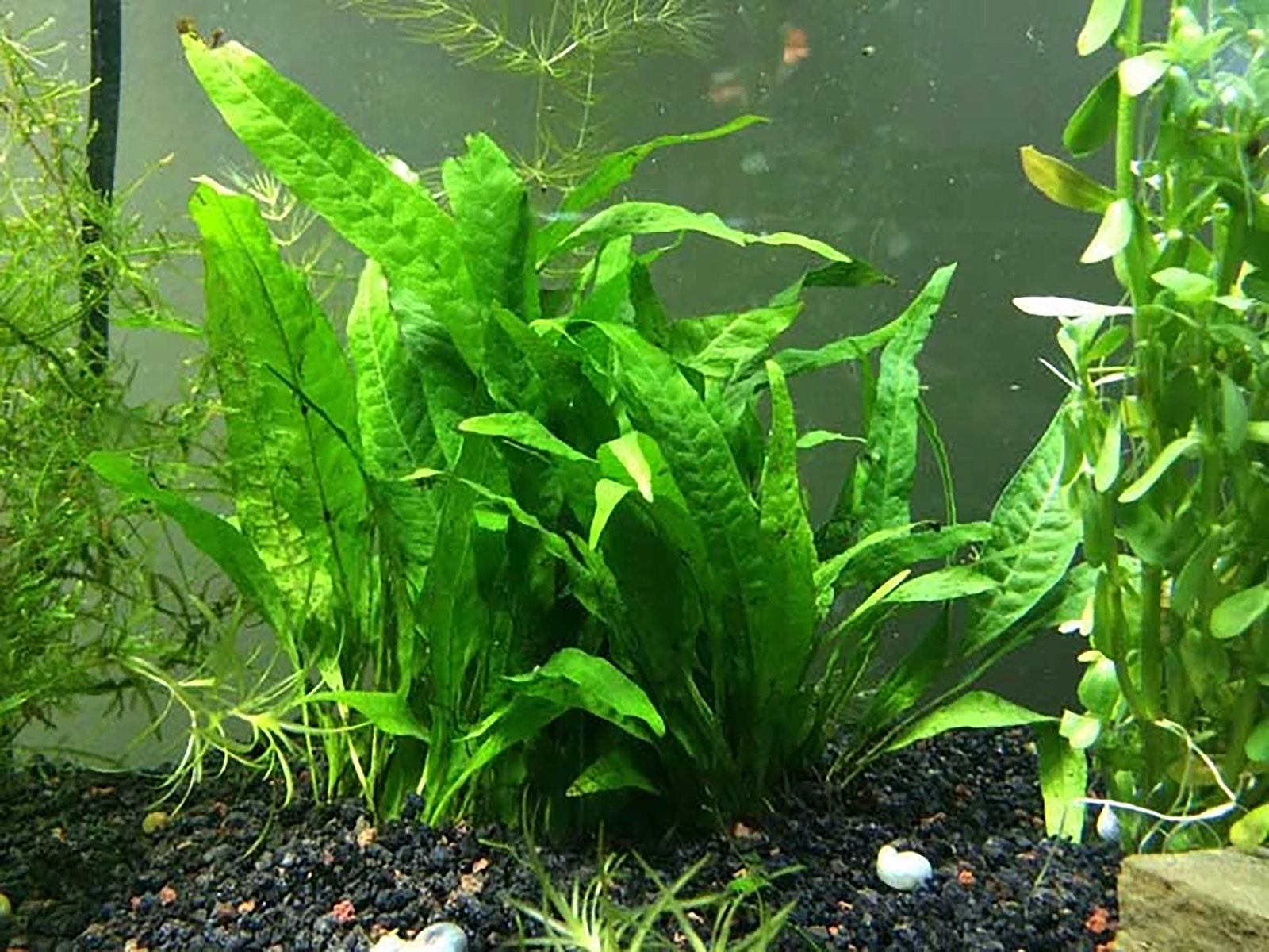 LOW TECH Live Aquarium Plant Java Fern on HALF Mat Buy2 Etsy