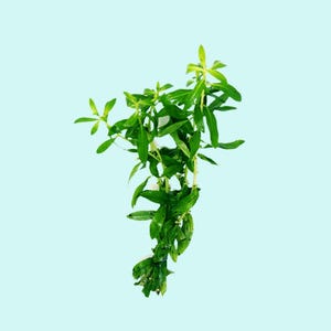 Mermaid Hygro Proserpinaca Palustris: Live Freshwater Aquarium Plant - BUY 2 GET 1 FREE, Easy Care