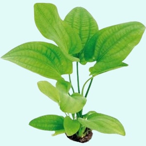 Radican Sword Echinodorus Cordifolius Fresh Water Aquatic Plants Easy AQUARIUM PLANTS Buy2 Get1 Free image 1