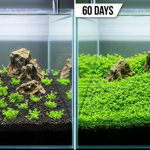 Monte Carlo Micranthemum Live Aquarium Plants | BUY 2 GET 1 FREE | Carpet Aquascape image 5