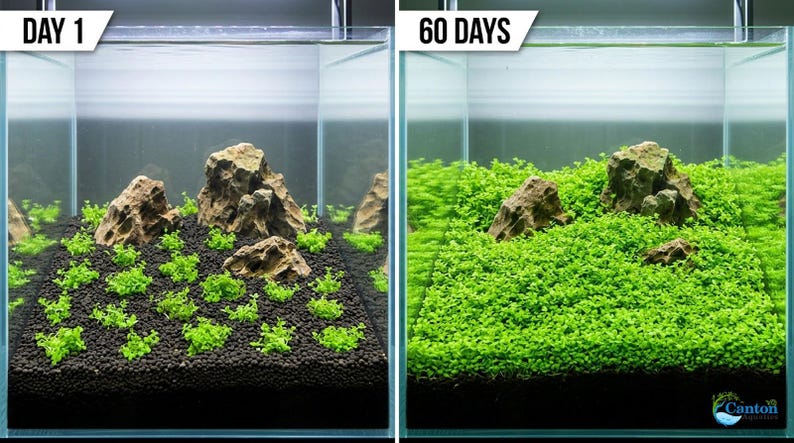 Monte Carlo Micranthemum Live Aquarium Plants | BUY 2 GET 1 FREE | Carpet Aquascape image 5