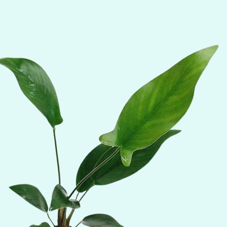 Anubias Hastifolia Bare Root Live Aquarium Plants Easy to Maintain and Long Lasting Aquatic Plants Free Shipping BUY 2 GET 1 FREE image 1