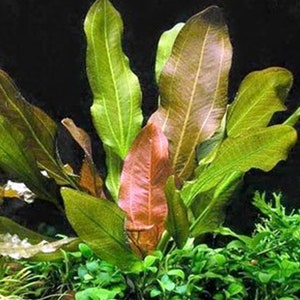 Amazon Sword Echinodorus Kleiner Bar Live Aquarium Plants Low-Maintenance Aquatic Plants Buy2 Get1 Free Free Shipping image 8