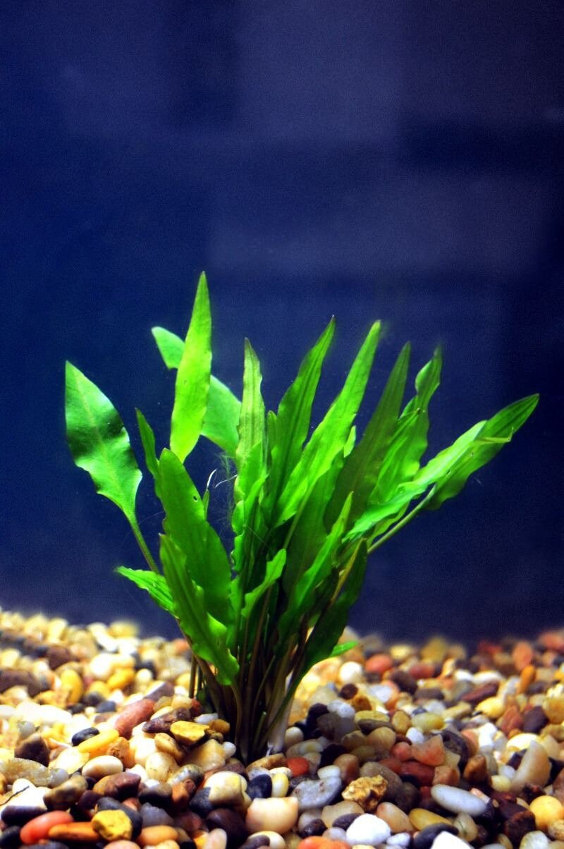 LIVE AQUARIUM PLANTS Cryptocoryne Crypt Lutea Medium Buy2 Get1 - Il Fullxfull.2895447340 Ox8x